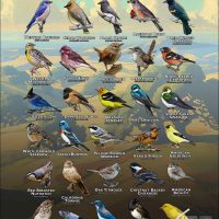 Songbirds of Sonoma County, California poster print