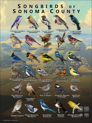 Songbirds of Sonoma County, California poster print