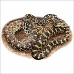 Sonoran Gopher Snake illustration