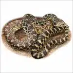 Sonoran Gopher Snake illustration