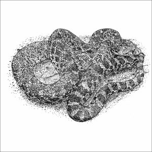 Sonoran Gopher Snake black and white drawing