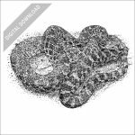 Sonoran Gopher Snake black and white stock image