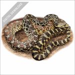 Sonoran Gopher Snake stock image