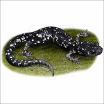 Speckled Black Salamander illustration