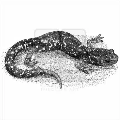 Speckled Black Salamander black and white drawing