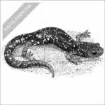 Speckled Black Salamander black & white stock image