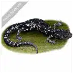 Speckled Black Salamander stock image