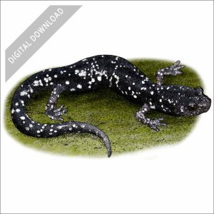 Speckled Black Salamander stock image