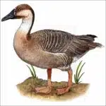 Swan Goose illustration
