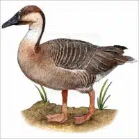 Swan Goose illustration