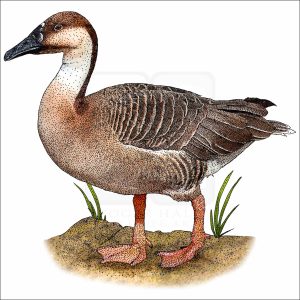 Swan Goose illustration