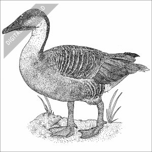 Swan Goose black and white stock image