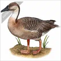 Swan Goose stock image