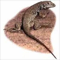 Western Whiptail Horned Lizard illustration