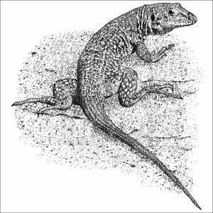 Western Whiptail Lizard black and white drawing