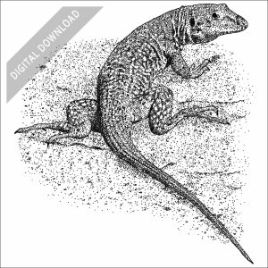 Western Whiptail Lizard black and white stock drawing