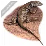 Western Whiptail Lizard stock image