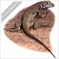 Western Whiptail Lizard stock image