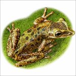 Yucatan Casque-Headed Tree Frog illustration