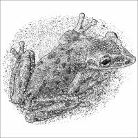 Yucatan Casque-headed Tree Frog black and white drawing