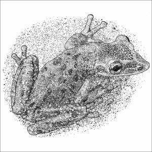 Yucatan Casque-headed Tree Frog black and white drawing