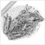Yucatan Casque-headed Tree Frog black and white stock drawing