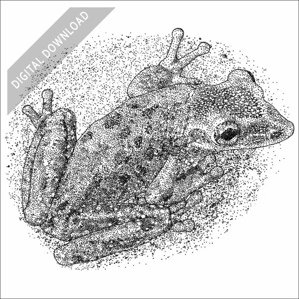 Yucatan Casque-headed Tree Frog black and white stock drawing