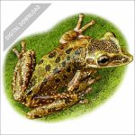 Yucatan Casque-headed Tree Frog stock drawing