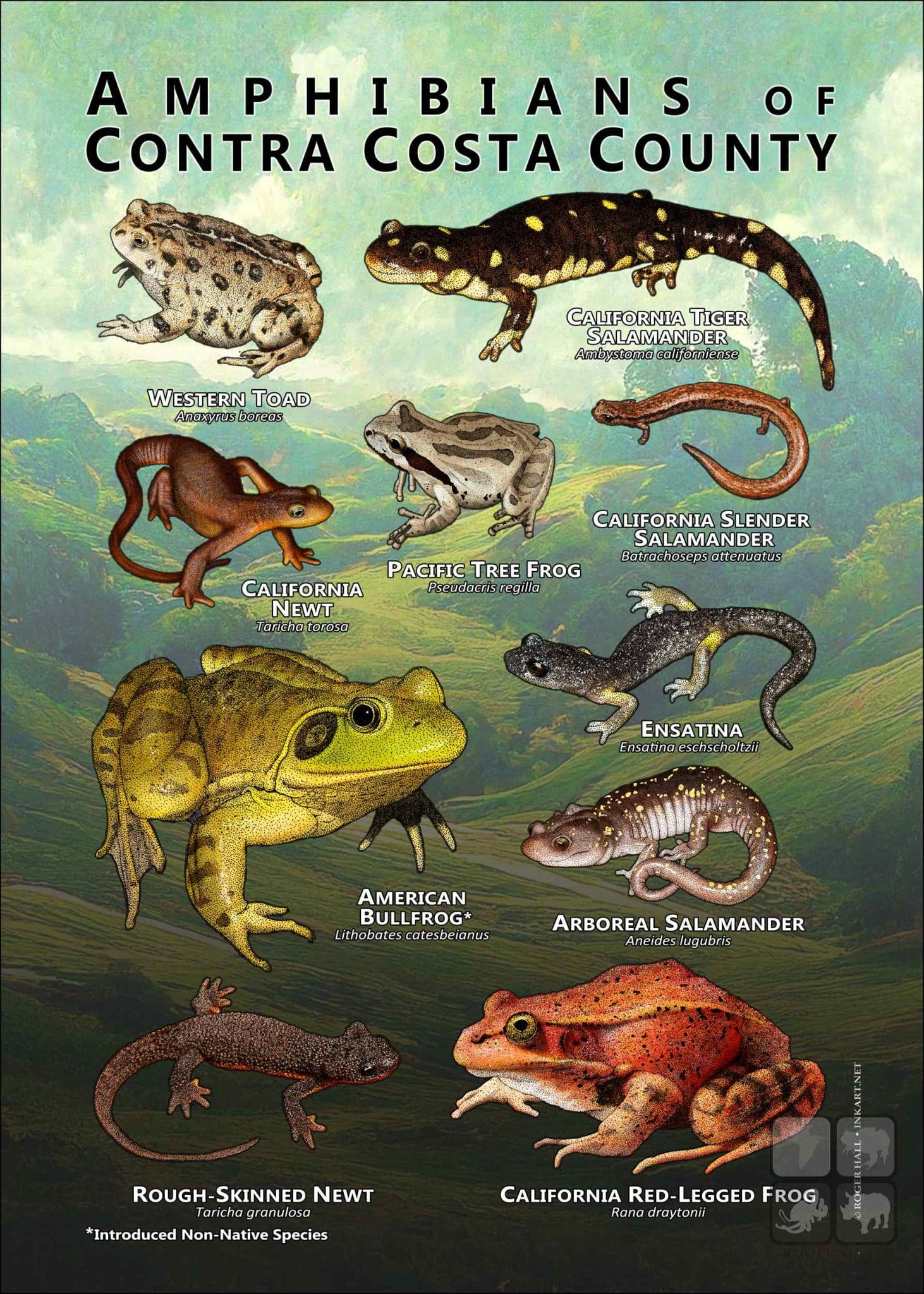 Amphibians of Sonoma County Poster Print
