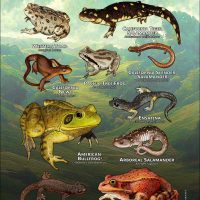 Amphibians of Contra Costa County poster
