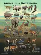 Wildlife of Botswana poster