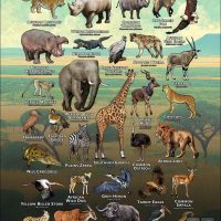 Wildlife of Botswana poster