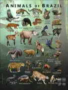 Wildlife of Brazil poster