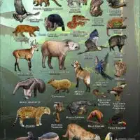 Wildlife of Brazil poster