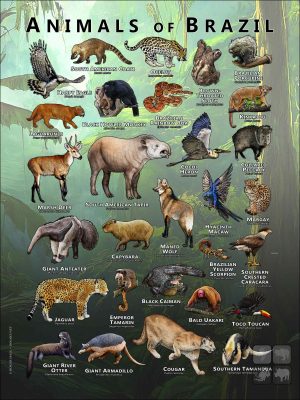Wildlife of Brazil poster