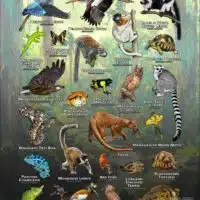 Animals of Madagascar poster print