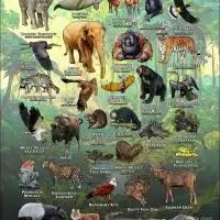 Wildlife of Malaysia poster