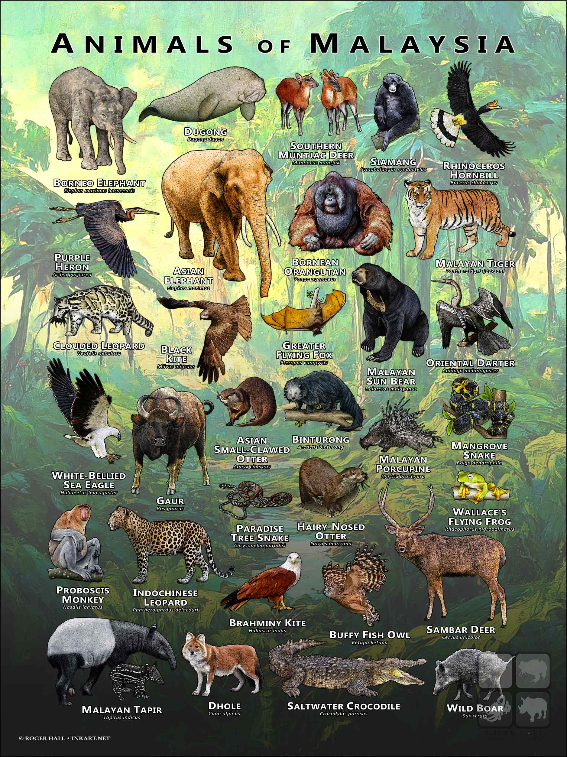 Malaysia Native Animals