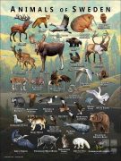 Wildlife of Sweden poster