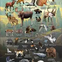 Wildlife of Sweden poster