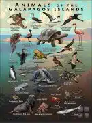 Animals of the Galapagos Islands Poster print