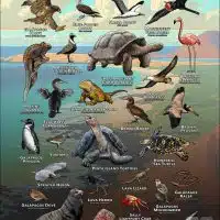 Animals of the Galapagos Islands Poster print