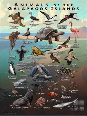 Animals of the Galapagos Islands Poster print