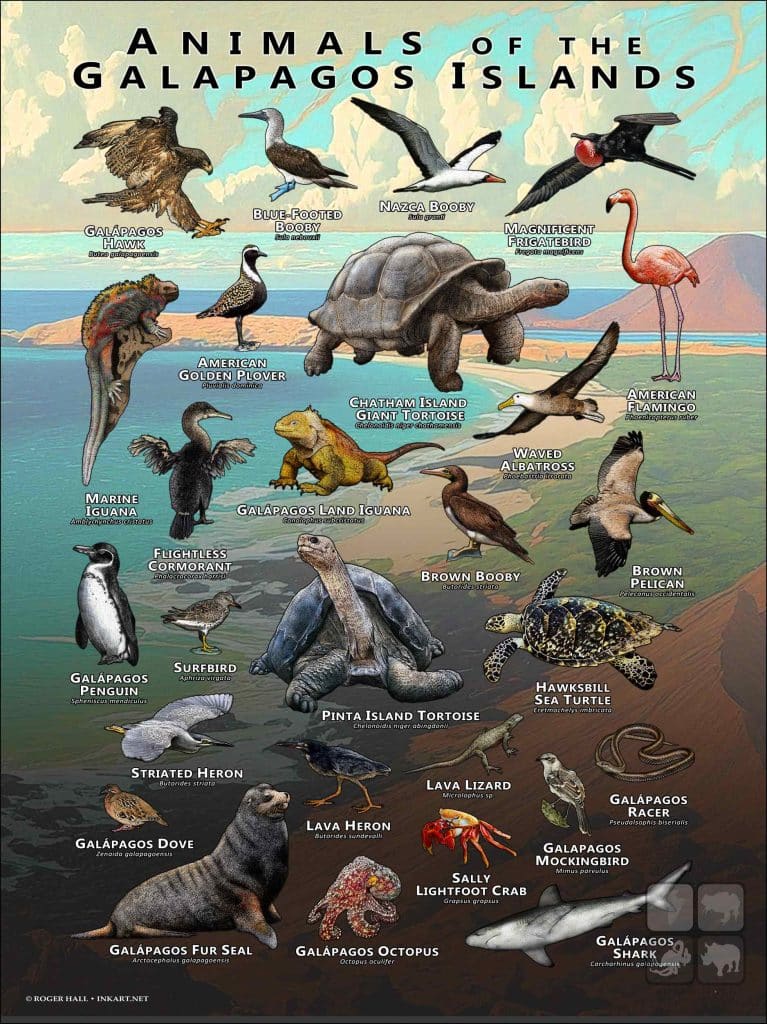 Galapagos様おまとめ Animals of The Galapagos Islands Poster Print