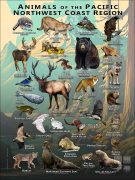 Animals of the Pacific Northwest Coast Region Poster Design