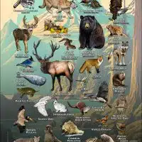 Animals of the Pacific Northwest Coast Region Poster Design