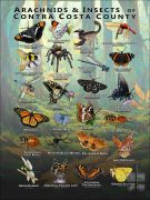 Arachnids & Insects of Contra Costa County, California poster print