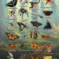 Arachnids & Insects of Contra Costa County, California poster print