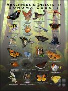 Arachnids & Insects of Sonoma County, California poster print