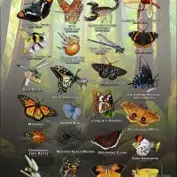 Arachnids & Insects of Sonoma County, California poster print